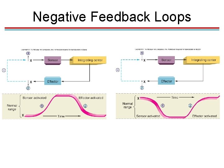 Negative Feedback Loops Negative Feedback Loops