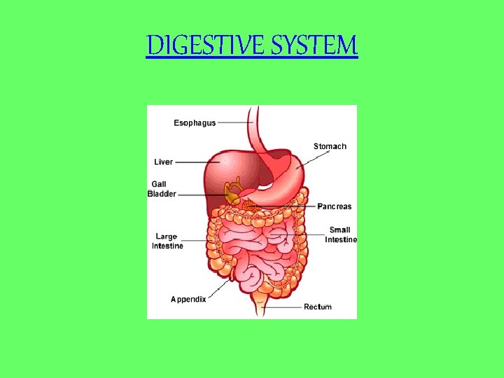 DIGESTIVE SYSTEM 
