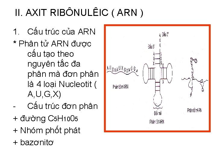 II. AXIT RIBÔNULÊIC ( ARN ) 1. Cấu trúc của ARN * Phân tử