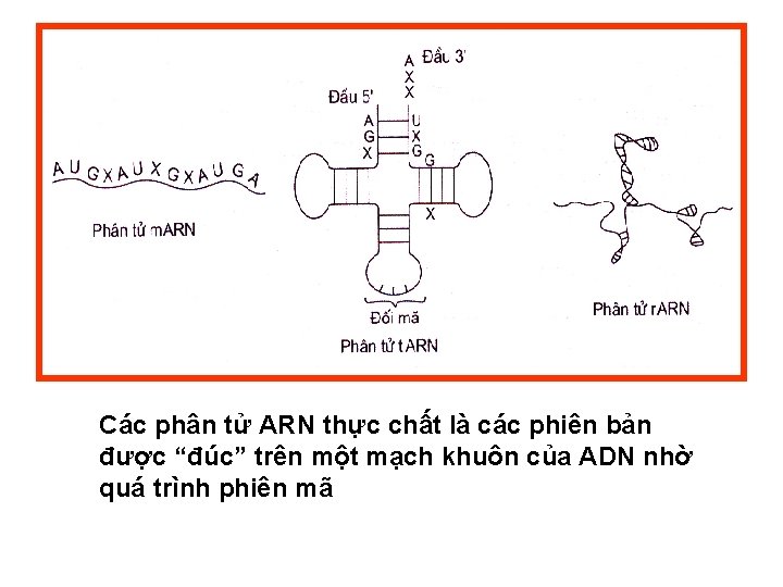 Các phân tử ARN thực chất là các phiên bản được “đúc” trên một