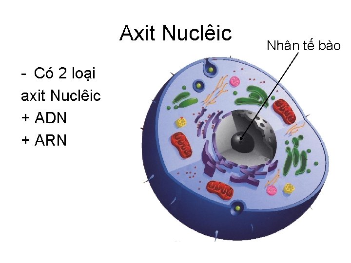 Axit Nuclêic - Có 2 loại axit Nuclêic + ADN + ARN Nhân tế