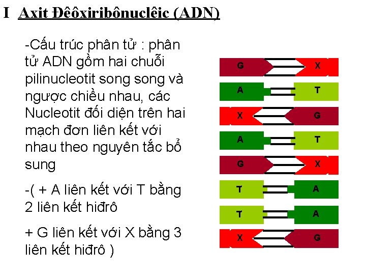 I Axit Đêôxiribônuclêic (ADN) -Cấu trúc phân tử : phân tử ADN gồm hai