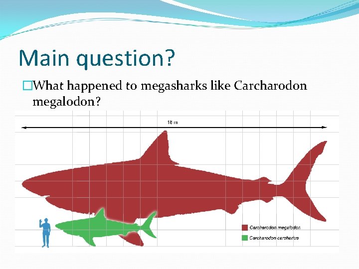 Main question? �What happened to megasharks like Carcharodon megalodon? 