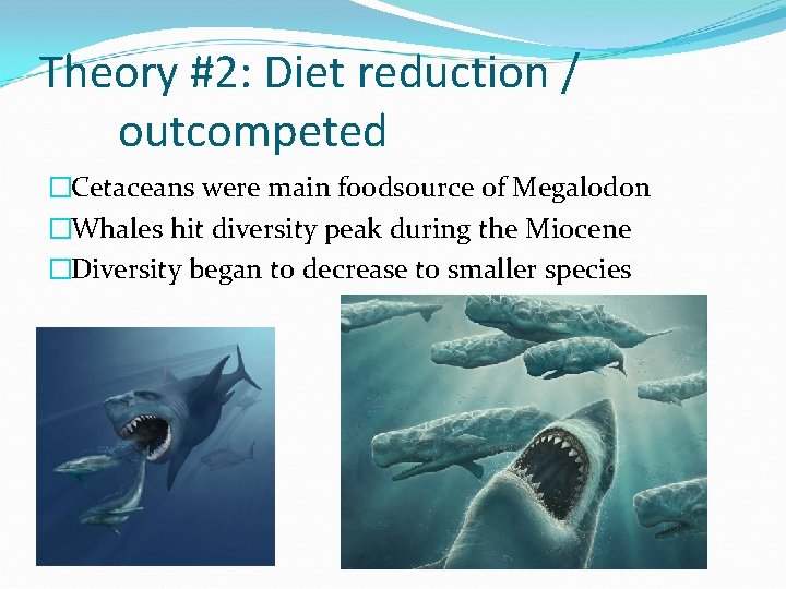 Theory #2: Diet reduction / outcompeted �Cetaceans were main foodsource of Megalodon �Whales hit