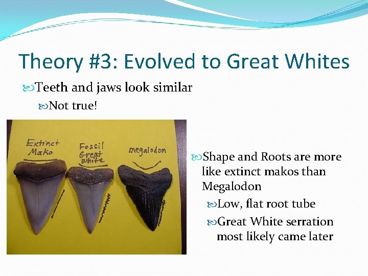 Theory #3: Evolved to Great Whites Teeth and jaws look similar Not true! Shape