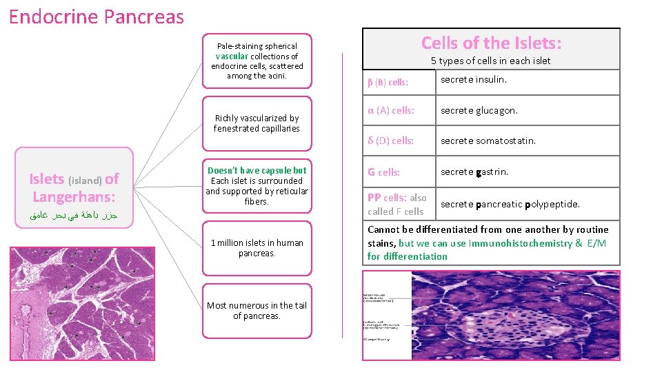 Endocrine Pancreas Pale-staining spherical vascular collections of endocrine cells, scattered among the acini. Richly