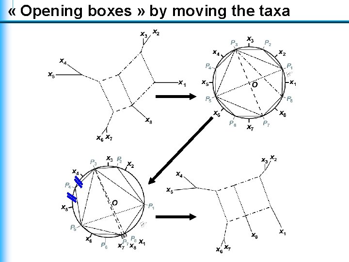 « Opening boxes » by moving the taxa « Opening boxes » by moving the taxa