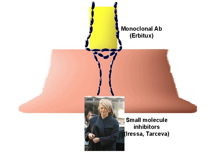 Monoclonal Ab (Erbitux) Small molecule inhibitors (Iressa, Tarceva) 