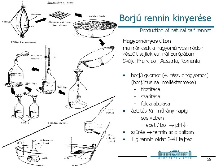 Borjú rennin kinyerése Production of natural calf rennet Hagyományos úton ma már csak a