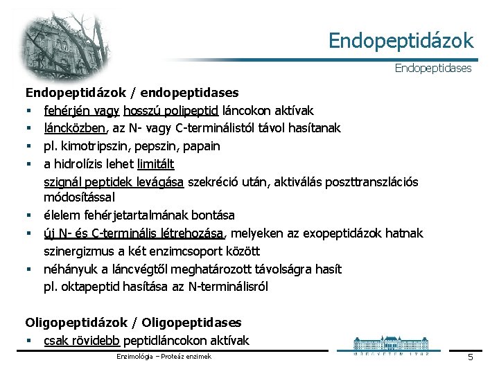 Endopeptidázok Endopeptidases Endopeptidázok / endopeptidases § fehérjén vagy hosszú polipeptid láncokon aktívak § láncközben,