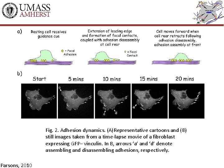 Fig. 2. Adhesion dynamics. (A)Representative cartoons and (B) still images taken from a time-lapse