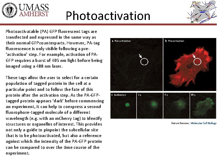 Photoactivation Photoactivatable (PA) GFP fluorescent tags are transfected and expressed in the same way