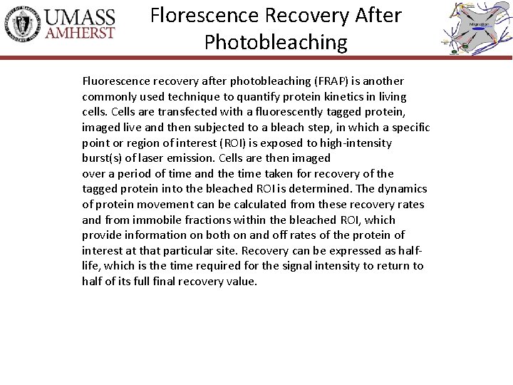 Florescence Recovery After Photobleaching Fluorescence recovery after photobleaching (FRAP) is another commonly used technique