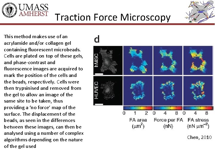 Traction Force Microscopy This method makes use of an acrylamide and/or collagen gel containing