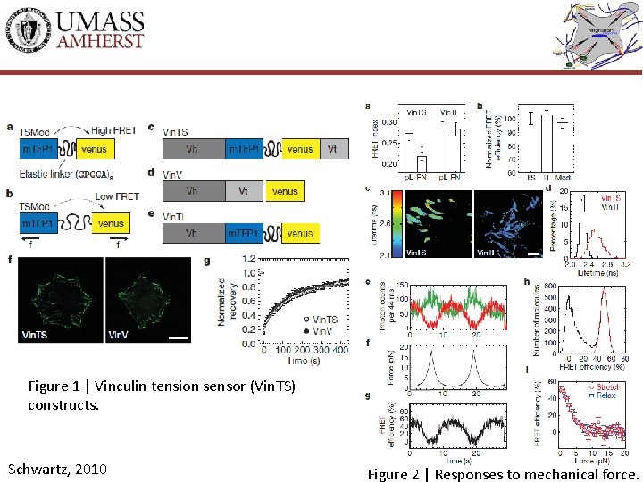 Figure 1 | Vinculin tension sensor (Vin. TS) constructs. Schwartz, 2010 Figure 2 |