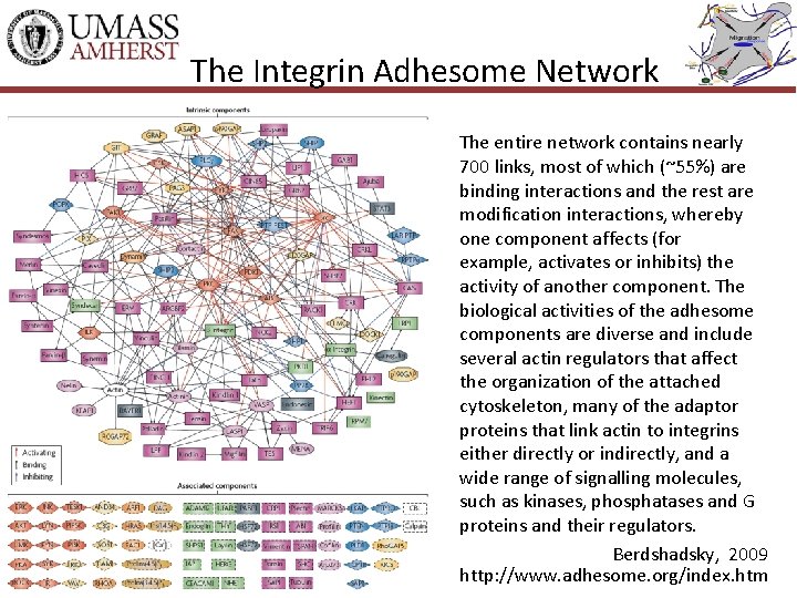 The Integrin Adhesome Network The entire network contains nearly 700 links, most of which