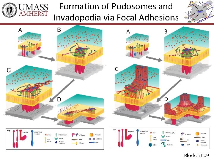 Formation of Podosomes and Invadopodia via Focal Adhesions Block, 2009 
