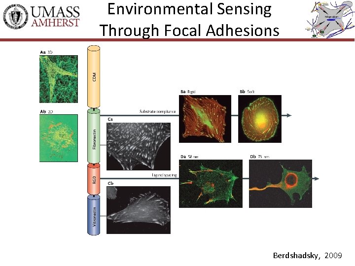 Environmental Sensing Through Focal Adhesions Berdshadsky, 2009 