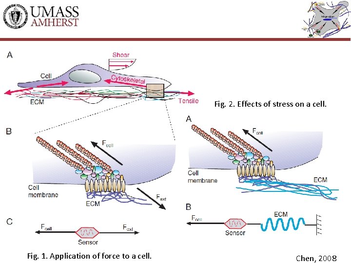 Fig. 2. Effects of stress on a cell. Fig. 1. Application of force to