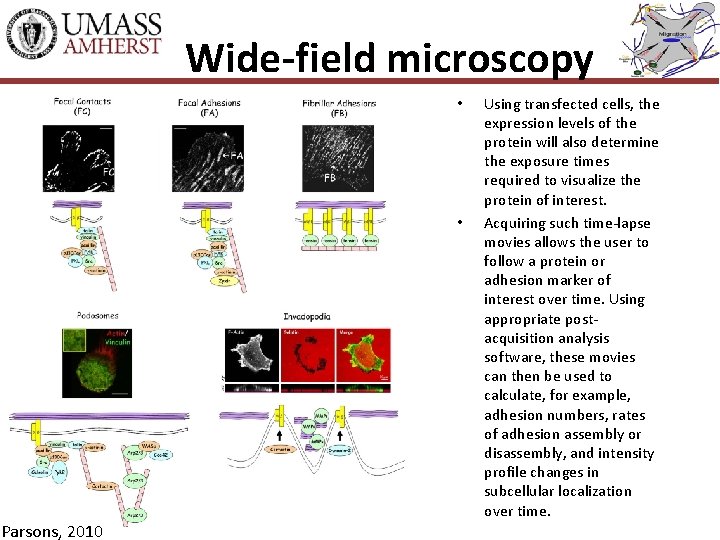 Wide-field microscopy • • Parsons, 2010 Using transfected cells, the expression levels of the