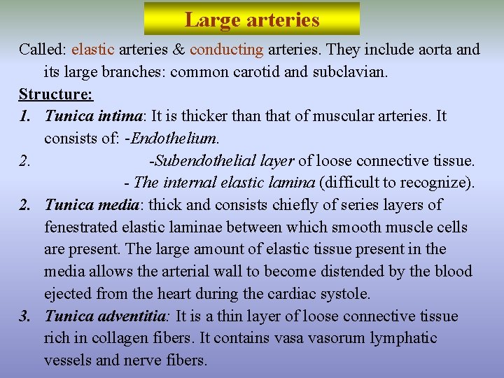 Large arteries Called: elastic arteries & conducting arteries. They include aorta and its large