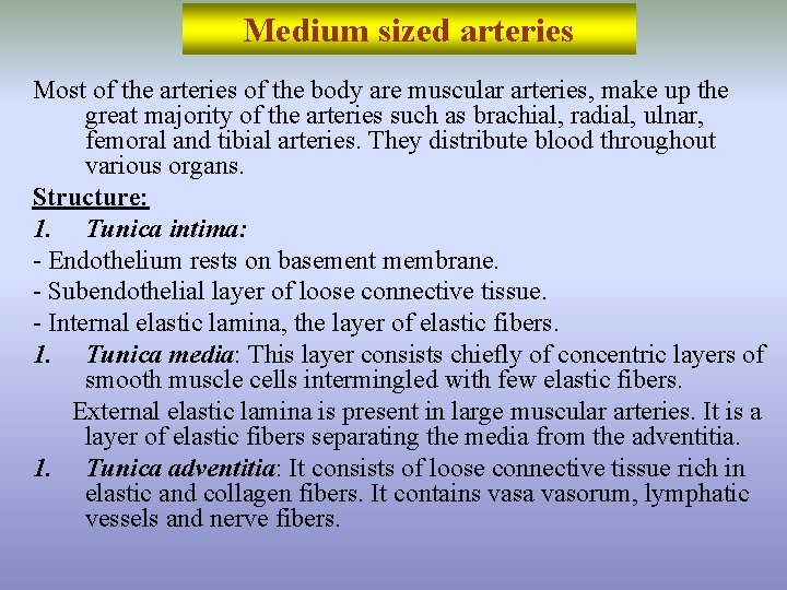 Medium sized arteries Most of the arteries of the body are muscular arteries, make