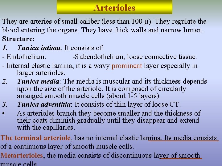 Arterioles They are arteries of small caliber (less than 100 µ). They regulate the