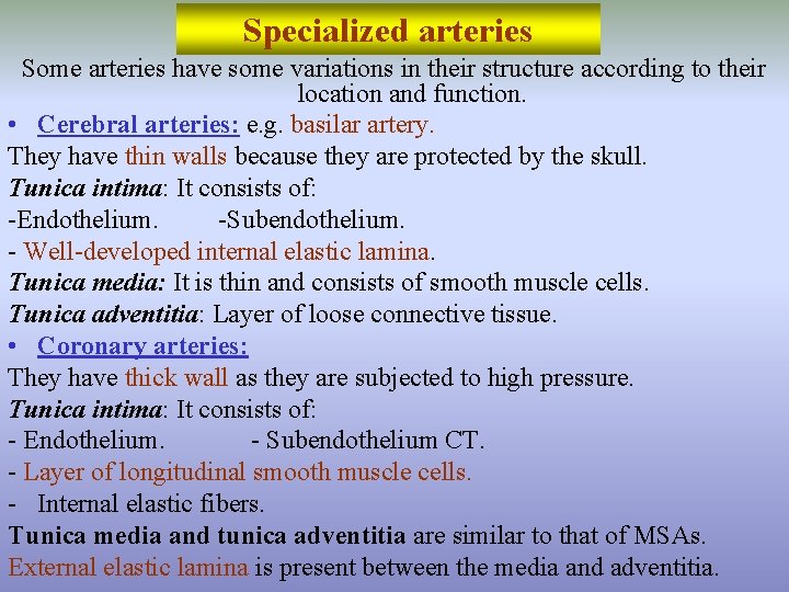 Specialized arteries Some arteries have some variations in their structure according to their location