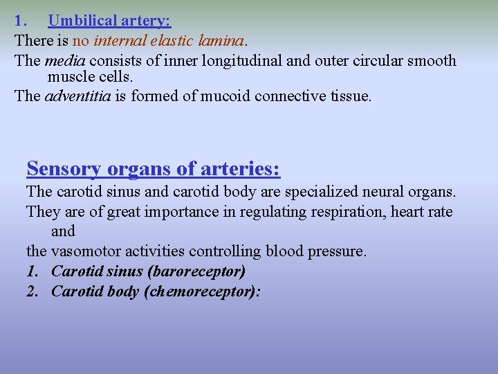 1. Umbilical artery: There is no internal elastic lamina. The media consists of inner
