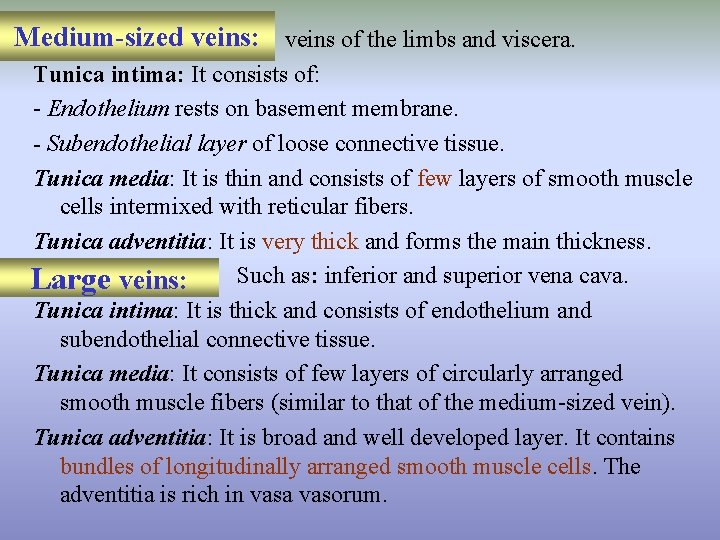 Medium-sized veins: veins of the limbs and viscera. Tunica intima: It consists of: -