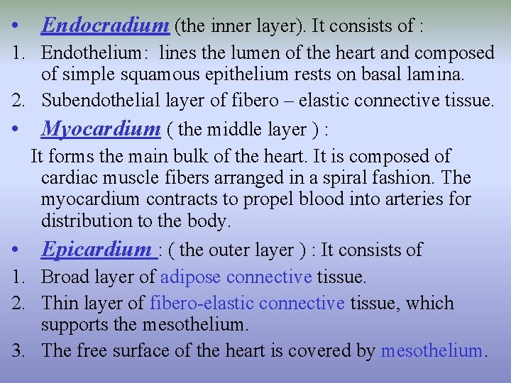  • Endocradium (the inner layer). It consists of : 1. Endothelium: lines the