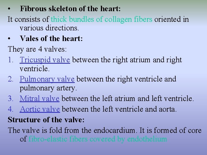  • Fibrous skeleton of the heart: It consists of thick bundles of collagen
