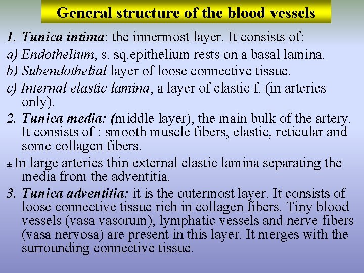General structure of the blood vessels 1. Tunica intima: the innermost layer. It consists