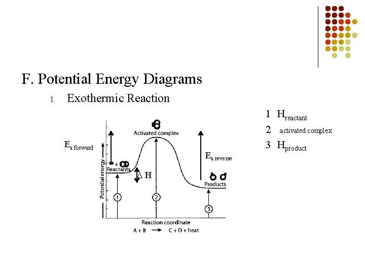 F. Potential Energy Diagrams 1. Exothermic Reaction Ea forward Ea reverse H 1 Hreactant