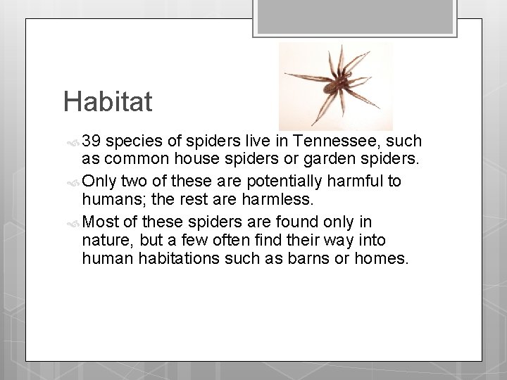 Habitat 39 species of spiders live in Tennessee, such as common house spiders or