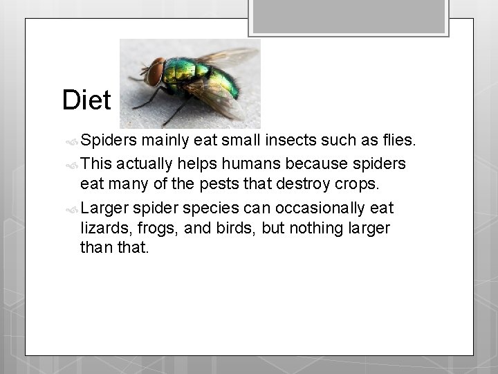 Diet Spiders mainly eat small insects such as flies. This actually helps humans because