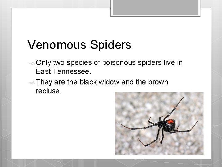 Venomous Spiders Only two species of poisonous spiders live in East Tennessee. They are