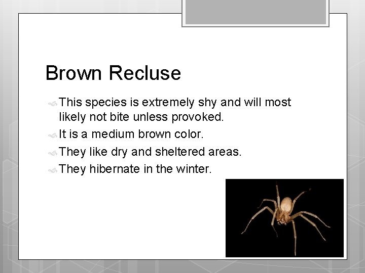 Brown Recluse This species is extremely shy and will most likely not bite unless