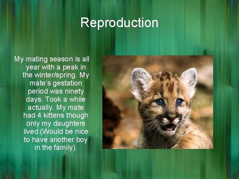 Reproduction My mating season is all year with a peak in the winter/spring. My
