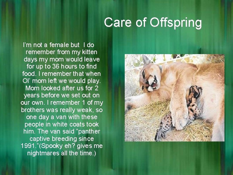 Care of Offspring I’m not a female but I do remember from my kitten