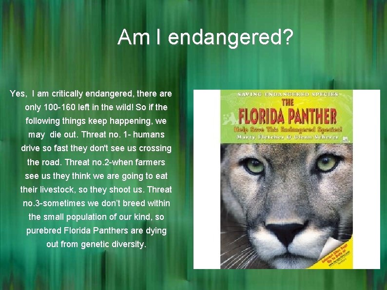 Am I endangered? Yes, I am critically endangered, there are only 100 -160 left