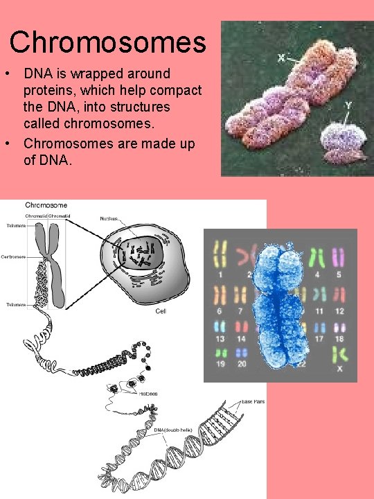 Chromosomes • DNA is wrapped around proteins, which help compact the DNA, into structures
