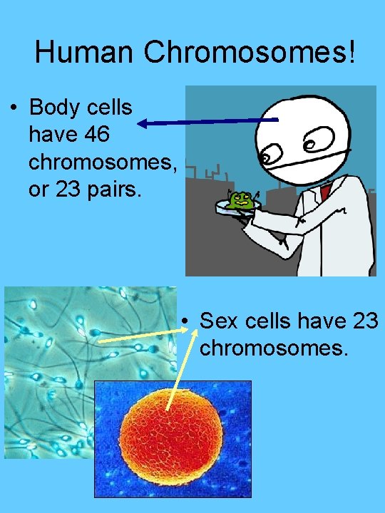 Human Chromosomes! • Body cells have 46 chromosomes, or 23 pairs. • Sex cells