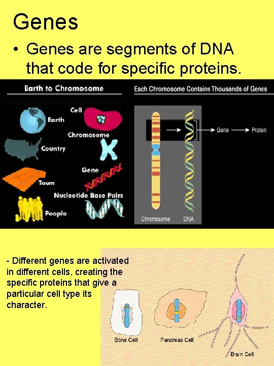 Genes • Genes are segments of DNA that code for specific proteins. - Different