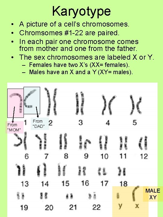 Karyotype • A picture of a cell’s chromosomes. • Chromsomes #1 -22 are paired.
