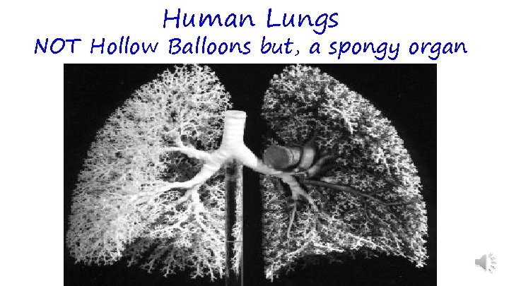 Human Lungs NOT Hollow Balloons but, a spongy organ 