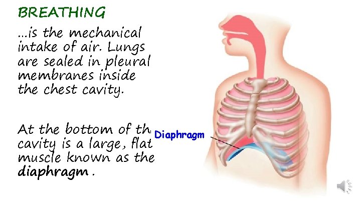 BREATHING …is the mechanical intake of air. Lungs are sealed in pleural membranes inside