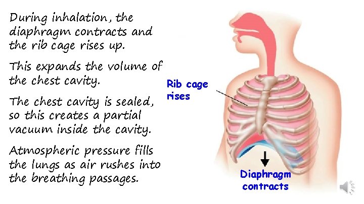 During inhalation, the diaphragm contracts and the rib cage rises up. This expands the