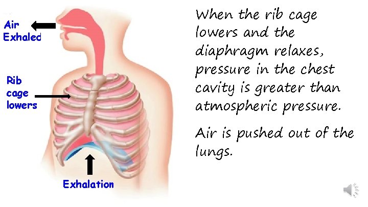 When the rib cage lowers and the diaphragm relaxes, pressure in the chest cavity