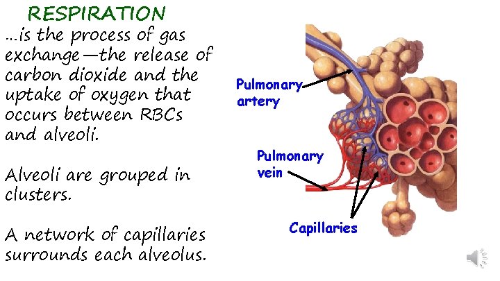 RESPIRATION …is the process of gas exchange—the release of carbon dioxide and the uptake